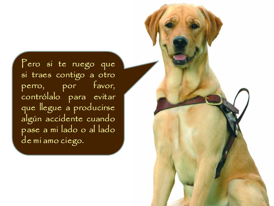 Pero si te ruego que si traes contigo a otro perro, por favor, contrólalo para evitar que llegue a producirse algún accidente cuando pase a mi lado o al lado de mi amo ciego.