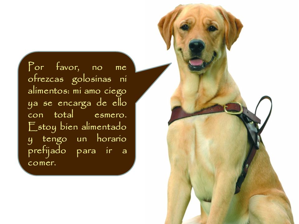 Por favor, no me ofrezcas golosinas ni alimentos: mi amo ciego ya se encarga de ello con total esmero.