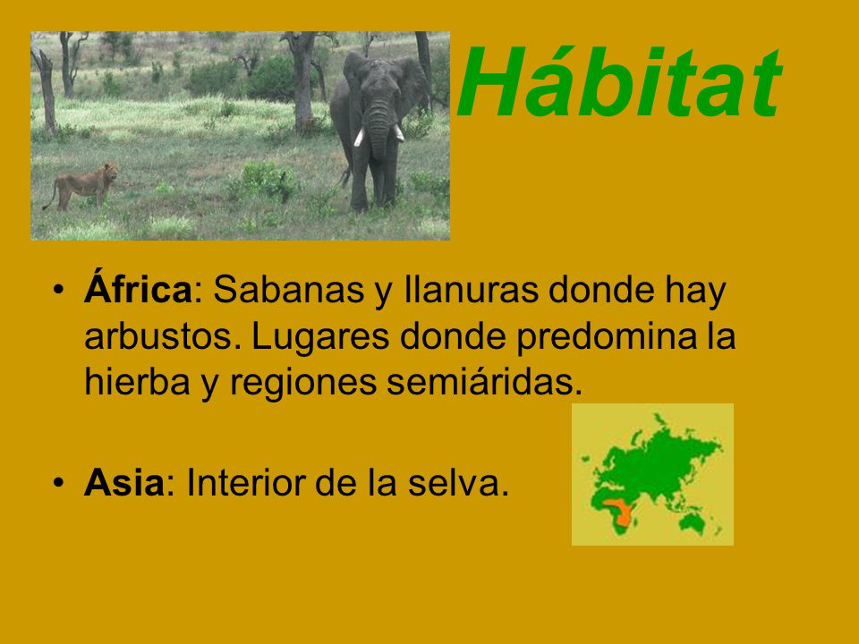 Hábitat África: Sabanas y llanuras donde hay arbustos. Lugares donde predomina la hierba y regiones semiáridas.