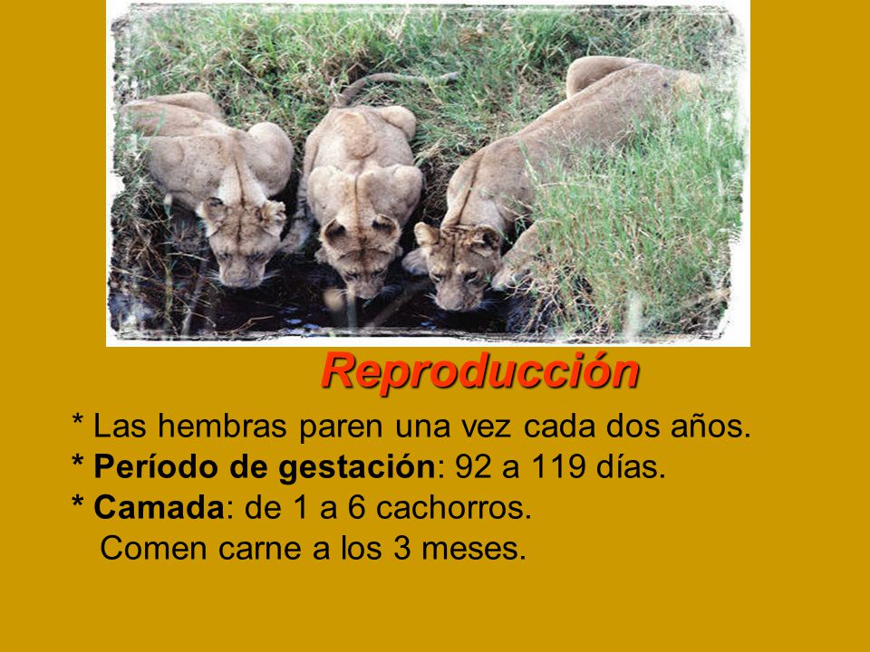 Reproducción * Las hembras paren una vez cada dos años.