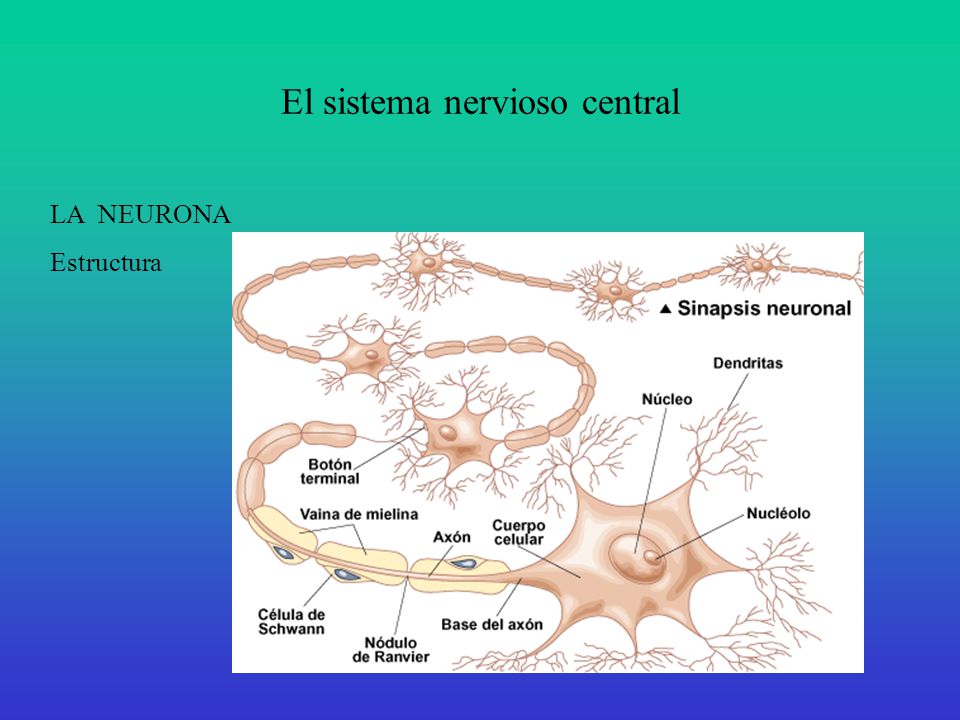 El sistema nervioso central