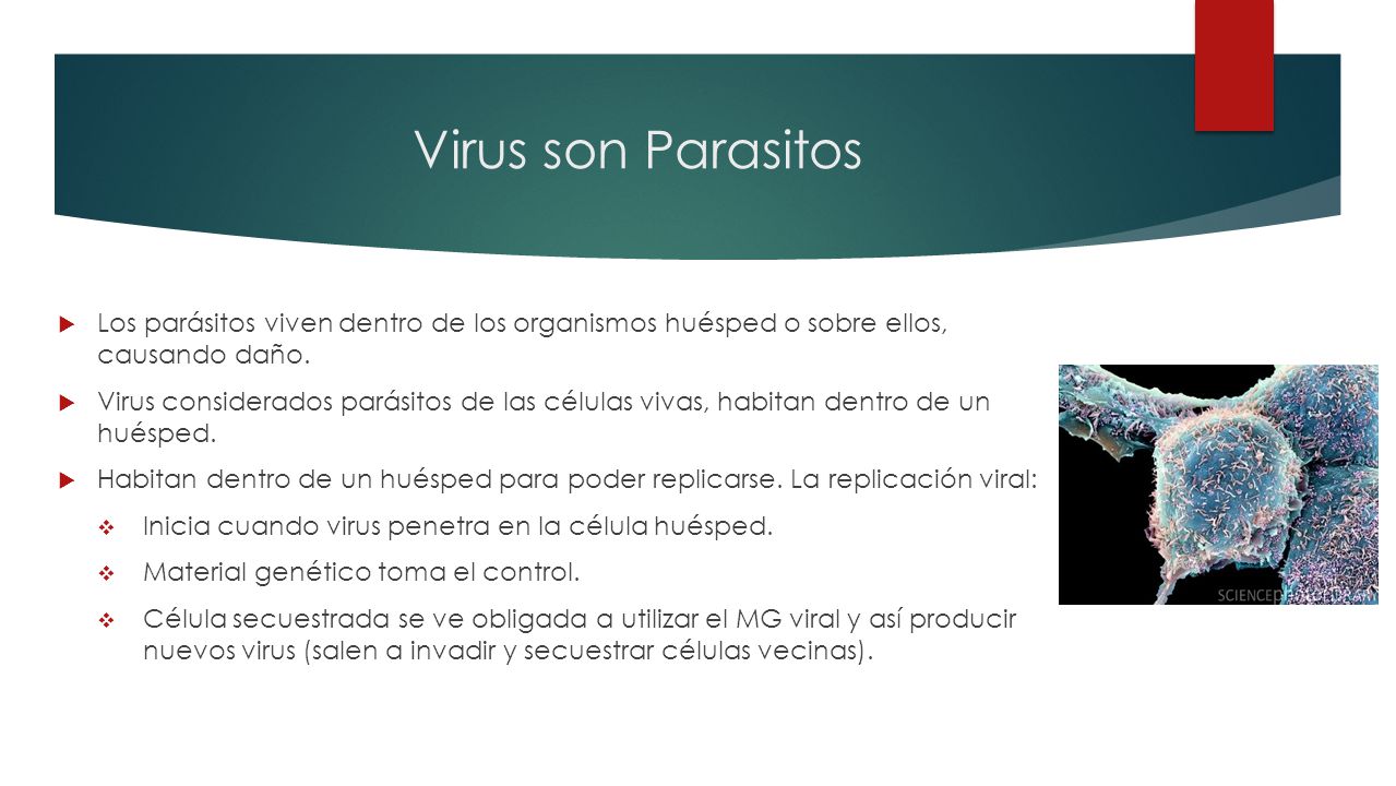 Virus son Parasitos Los parásitos viven dentro de los organismos huésped o sobre ellos, causando daño.