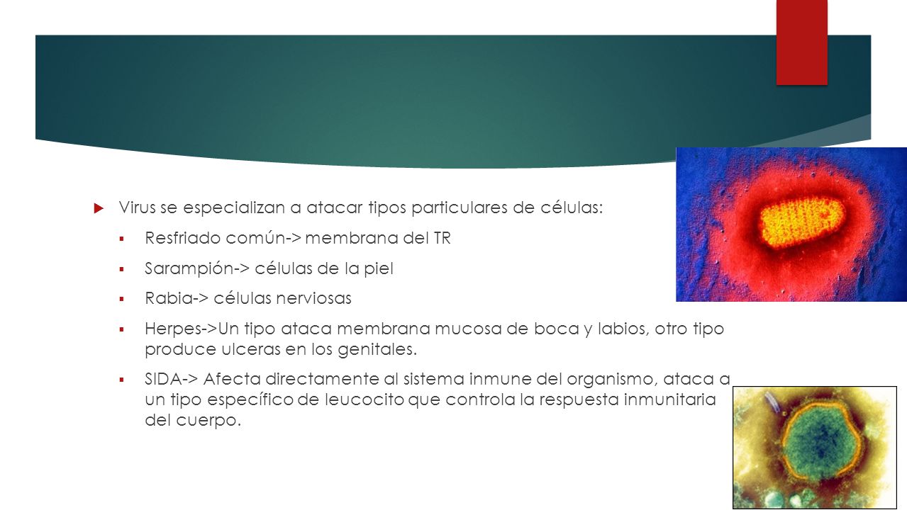 Virus se especializan a atacar tipos particulares de células: