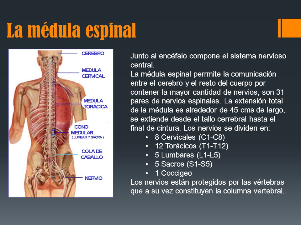 lesion en la medula espinal consecuencias