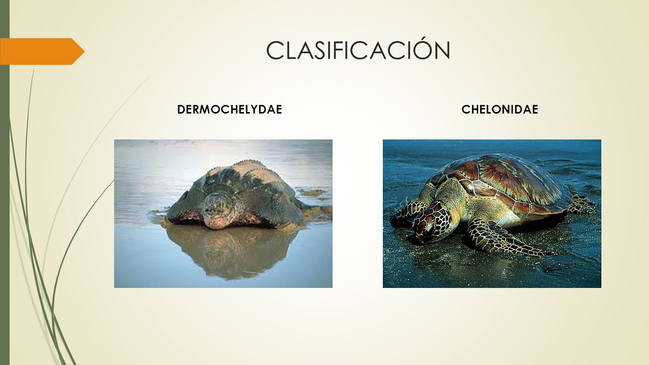 CLASIFICACIÓN DERMOCHELYDAE CHELONIDAE
