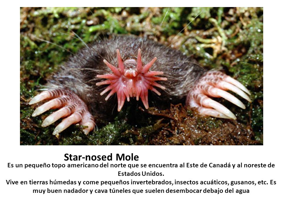 Star-nosed Mole Es un pequeño topo americano del norte que se encuentra al Este de Canadá y al noreste de Estados Unidos.
