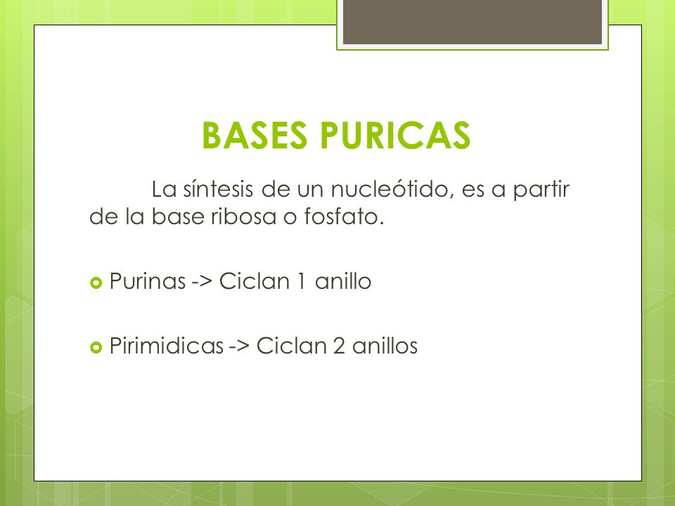 BASES PURICAS La síntesis de un nucleótido, es a partir de la base ribosa o fosfato. Purinas -> Ciclan 1 anillo.