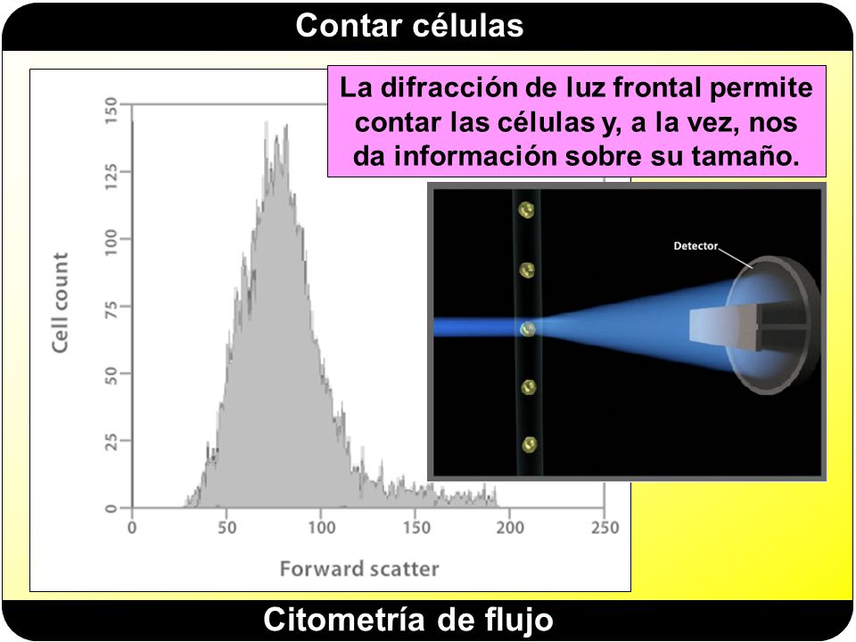 La difracción de luz frontal permite contar las células y, a la vez, nos da información sobre su tamaño.