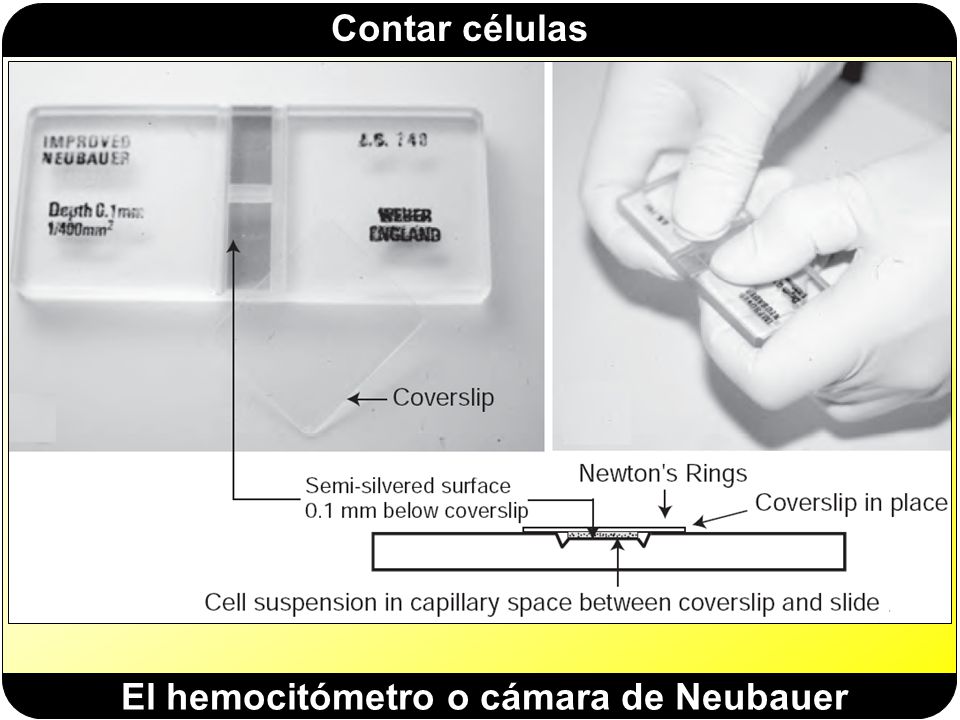 El hemocitómetro o cámara de Neubauer