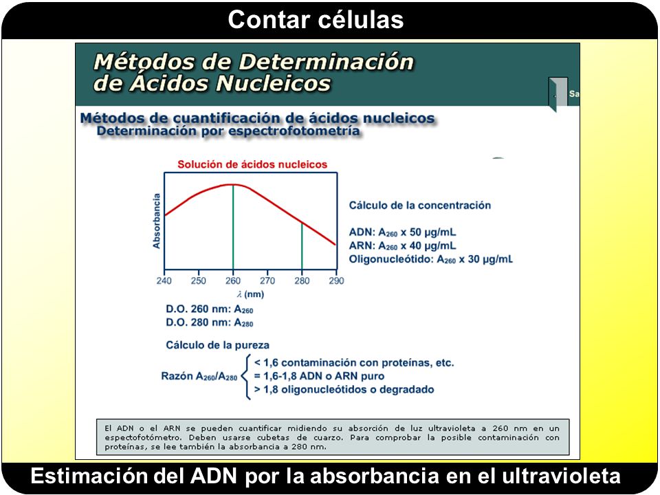 Estimación del ADN por la absorbancia en el ultravioleta