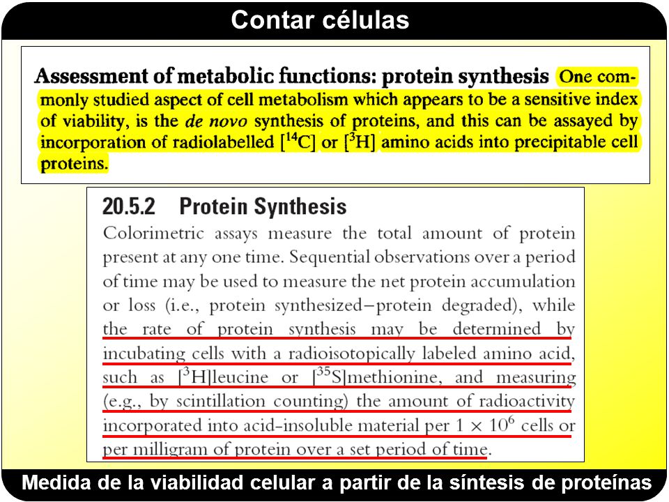 Medida de la viabilidad celular a partir de la síntesis de proteínas