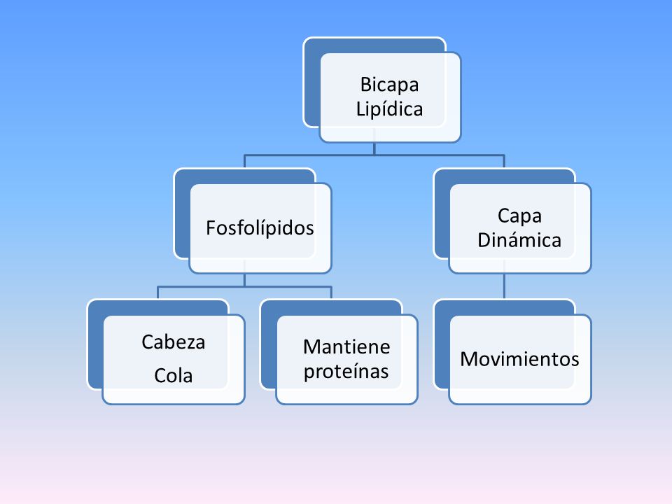 Bicapa Lipídica Fosfolípidos Cabeza Cola Mantiene proteínas Capa Dinámica Movimientos