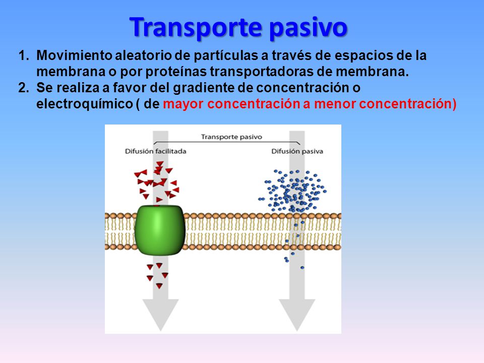 Transporte pasivo Movimiento aleatorio de partículas a través de espacios de la membrana o por proteínas transportadoras de membrana.