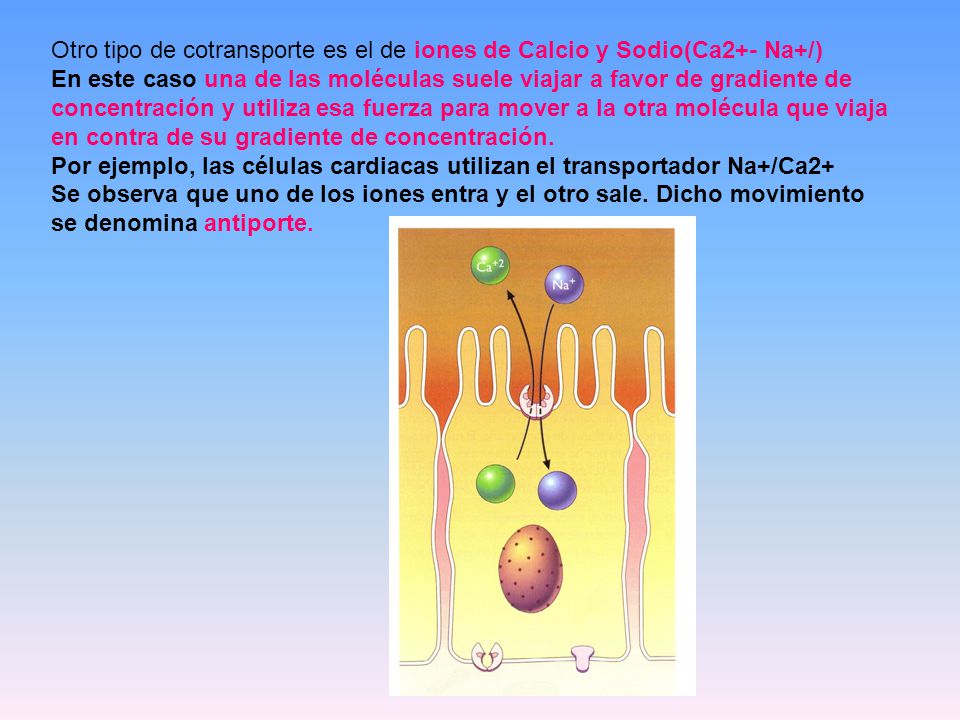Otro tipo de cotransporte es el de iones de Calcio y Sodio(Ca2+- Na+/)