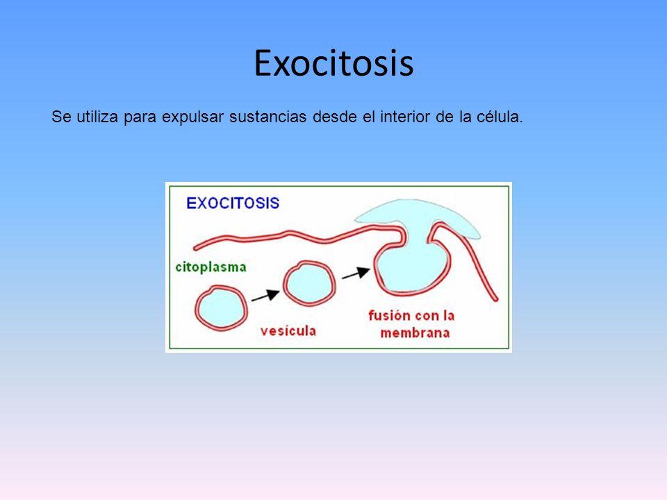 Exocitosis Se utiliza para expulsar sustancias desde el interior de la célula.