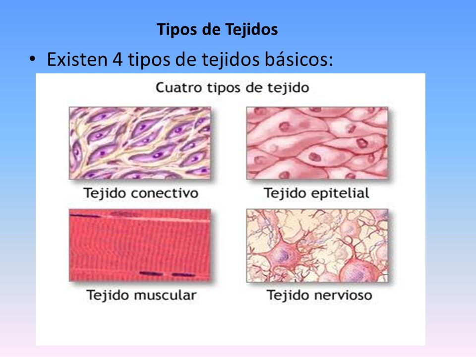 Existen 4 tipos de tejidos básicos: