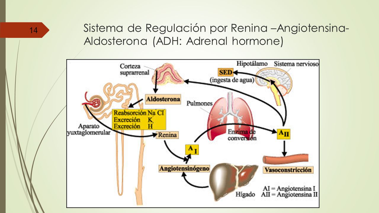 Sistema de Regulación por Renina –Angiotensina- Aldosterona (ADH: Adrenal hormone)