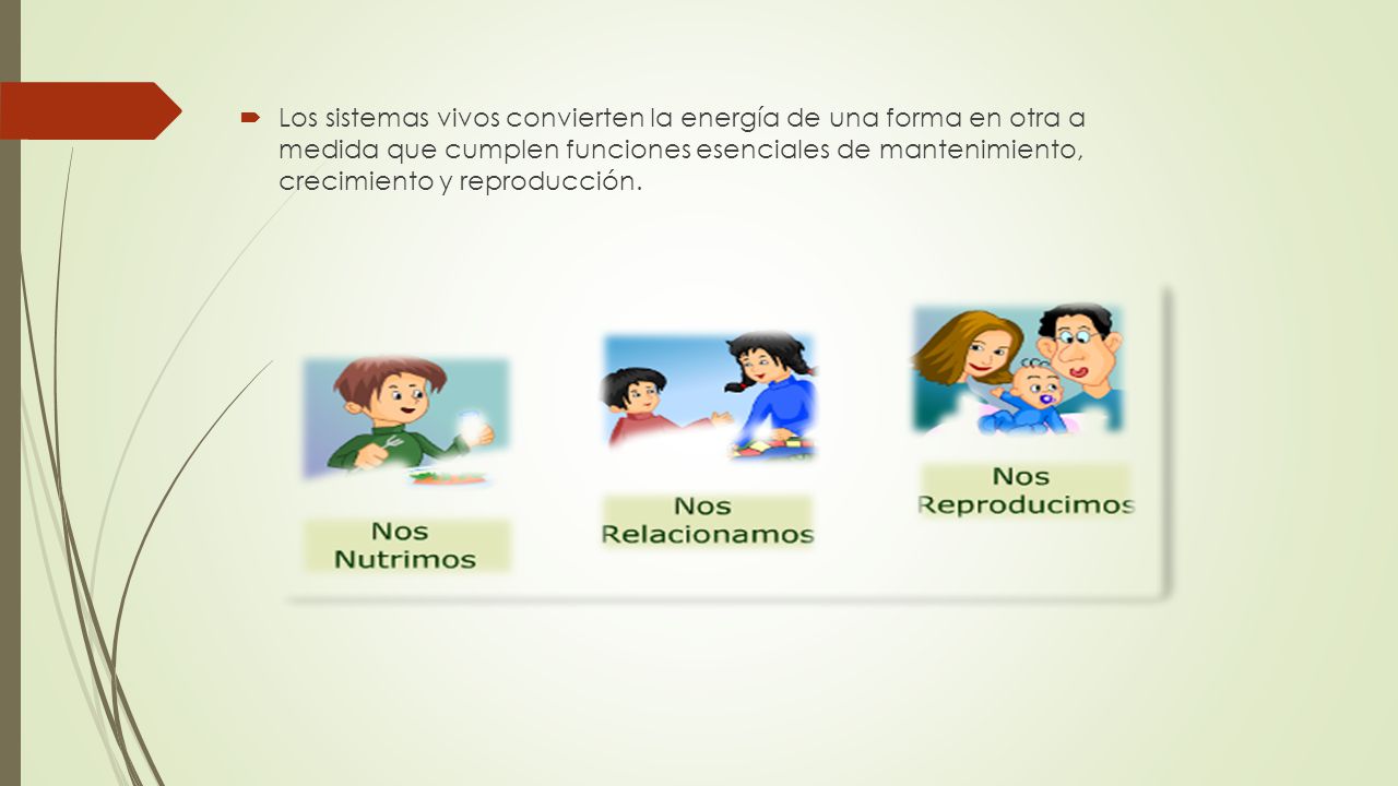 Los sistemas vivos convierten la energía de una forma en otra a medida que cumplen funciones esenciales de mantenimiento, crecimiento y reproducción.
