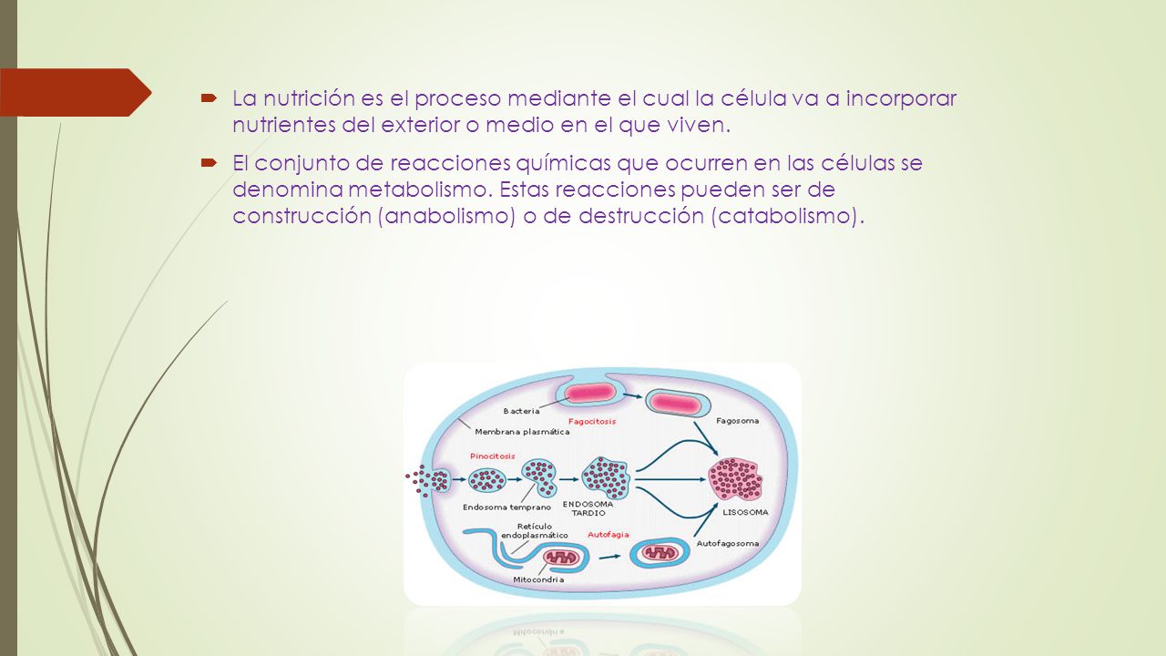 La nutrición es el proceso mediante el cual la célula va a incorporar nutrientes del exterior o medio en el que viven.