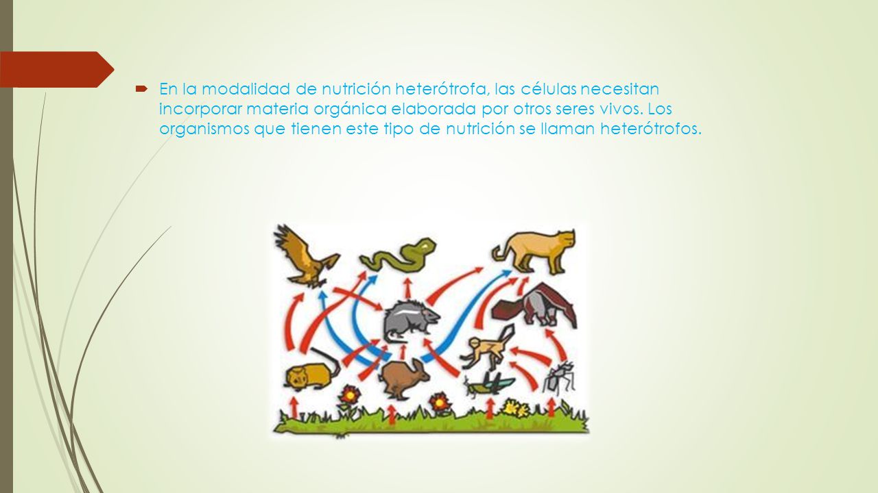 En la modalidad de nutrición heterótrofa, las células necesitan incorporar materia orgánica elaborada por otros seres vivos.