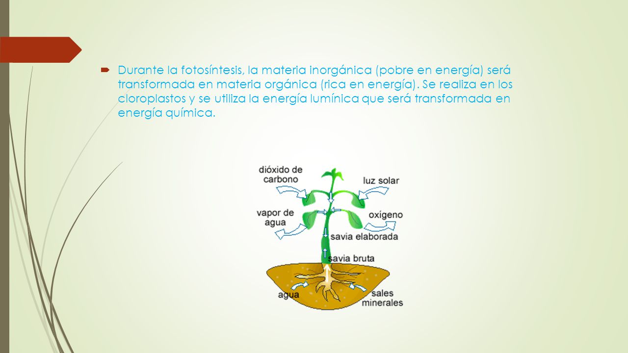 Durante la fotosíntesis, la materia inorgánica (pobre en energía) será transformada en materia orgánica (rica en energía).