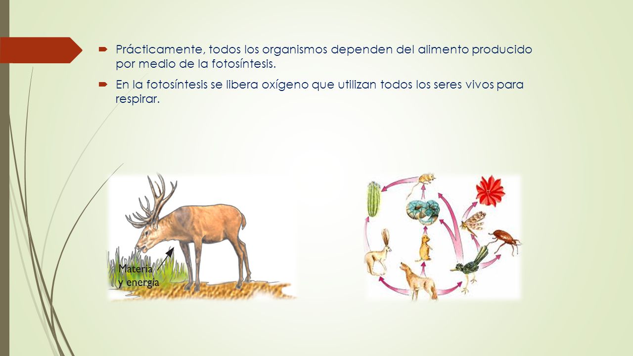 Prácticamente, todos los organismos dependen del alimento producido por medio de la fotosíntesis.