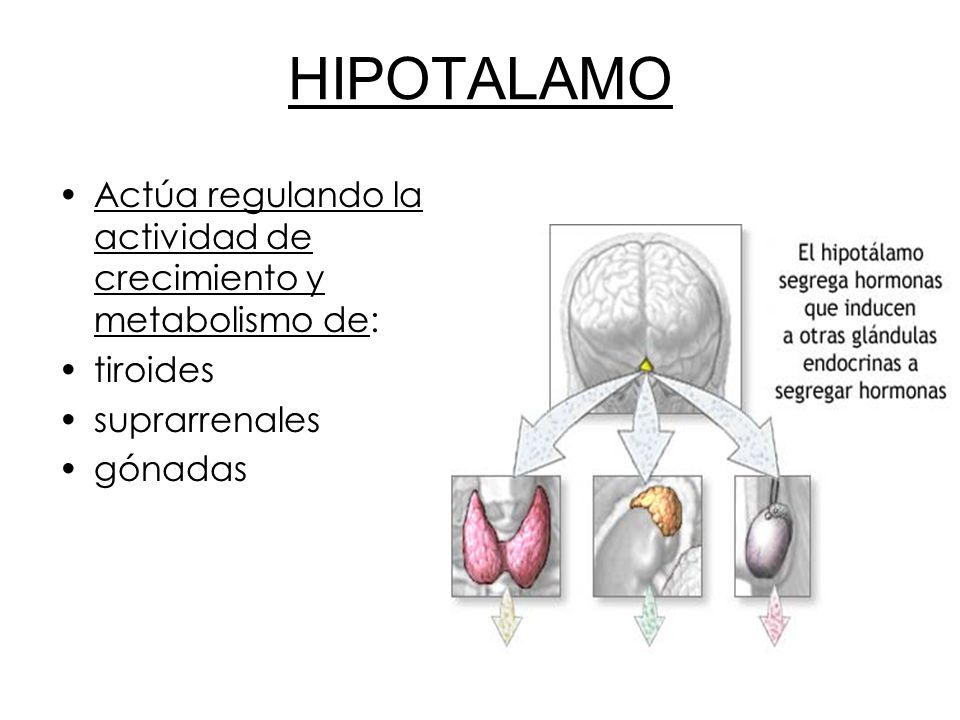 HIPOTALAMO Actúa regulando la actividad de crecimiento y metabolismo de: tiroides. suprarrenales.