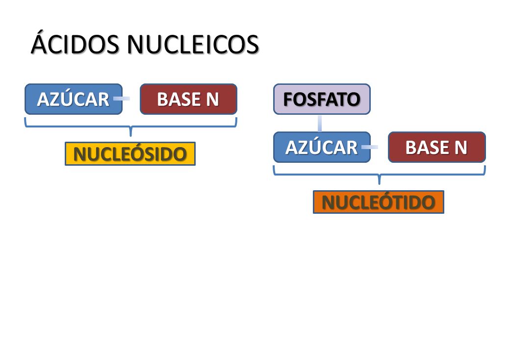 ÁCIDOS NUCLEICOS AZÚCAR BASE N FOSFATO AZÚCAR BASE N NUCLEÓSIDO