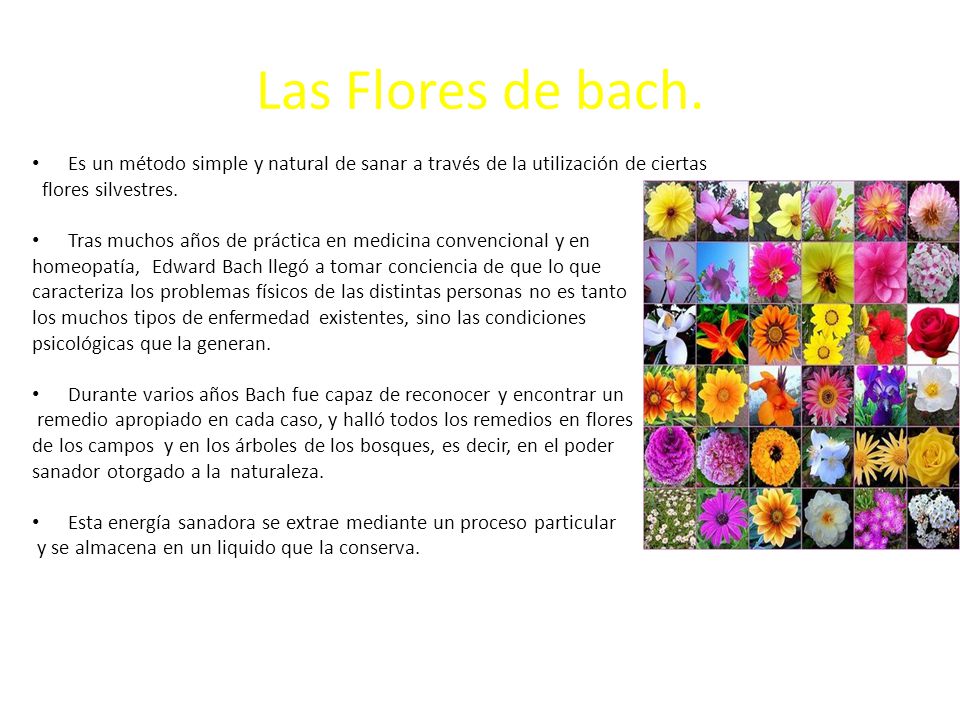 Las Flores de bach. Es un método simple y natural de sanar a través de la utilización de ciertas. flores silvestres.