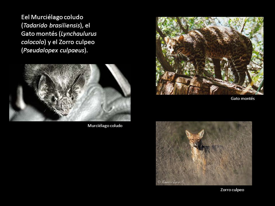 Eel Murciélago coludo (Tadarido brasiliensis), el Gato montés (Lynchaulurus colocolo) y el Zorro culpeo (Pseudalopex culpaeus).