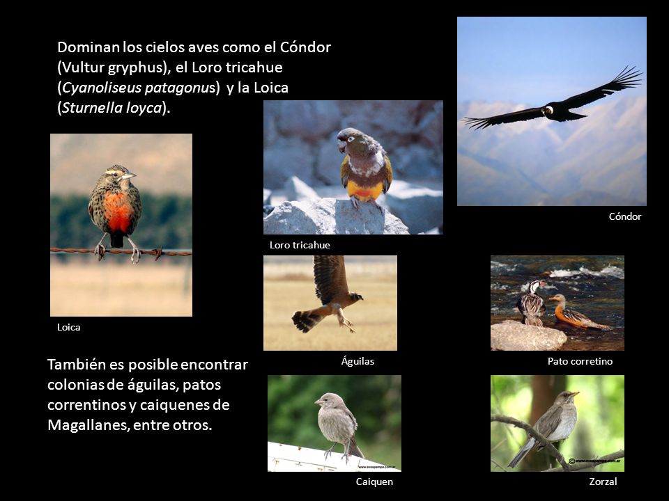 Dominan los cielos aves como el Cóndor (Vultur gryphus), el Loro tricahue (Cyanoliseus patagonus) y la Loica (Sturnella loyca).
