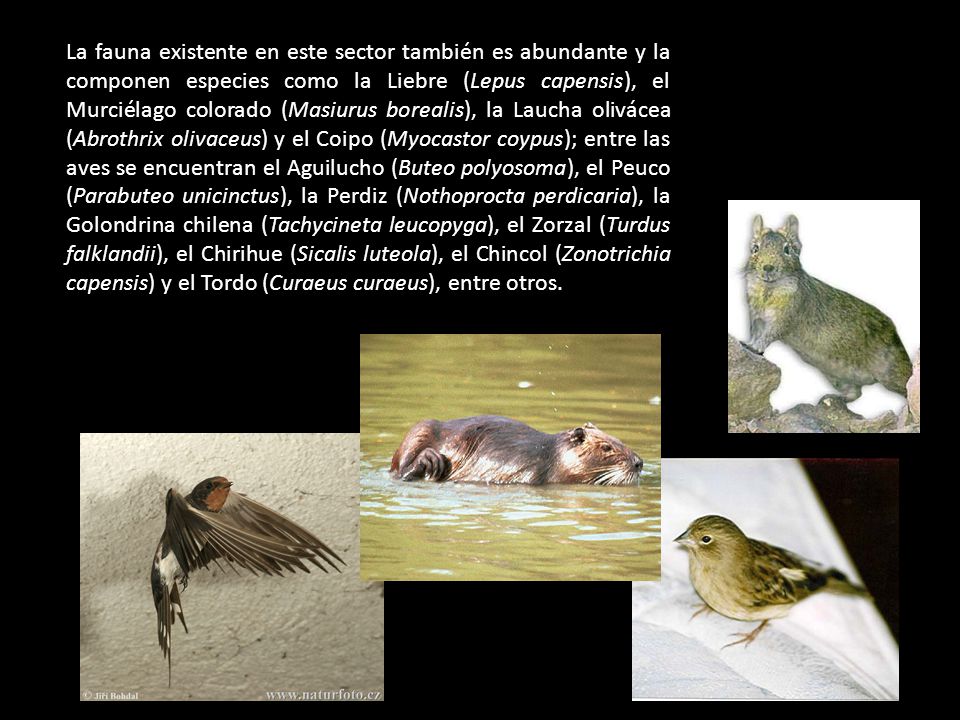 La fauna existente en este sector también es abundante y la componen especies como la Liebre (Lepus capensis), el Murciélago colorado (Masiurus borealis), la Laucha olivácea (Abrothrix olivaceus) y el Coipo (Myocastor coypus); entre las aves se encuentran el Aguilucho (Buteo polyosoma), el Peuco (Parabuteo unicinctus), la Perdiz (Nothoprocta perdicaria), la Golondrina chilena (Tachycineta leucopyga), el Zorzal (Turdus falklandii), el Chirihue (Sicalis luteola), el Chincol (Zonotrichia capensis) y el Tordo (Curaeus curaeus), entre otros.