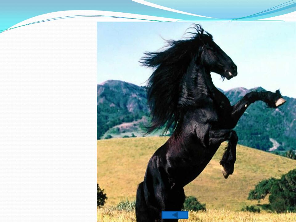 malo feo contrahecho Difícil de guiar Caballo negro mortal