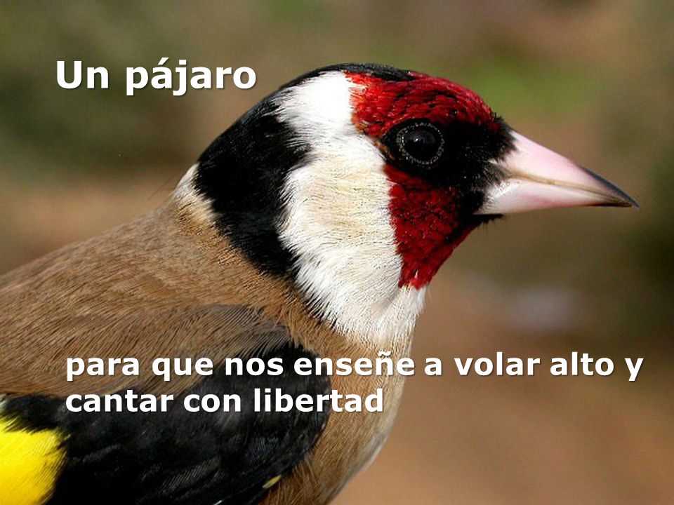 Un pájaro para que nos enseñe a volar alto y cantar con libertad