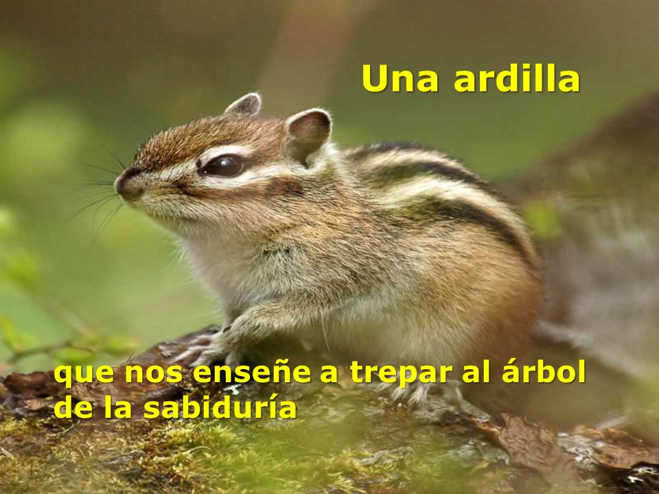 Una ardilla que nos enseñe a trepar al árbol de la sabiduría