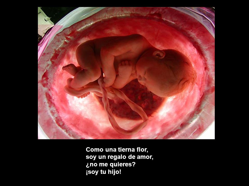 Como una tierna flor, soy un regalo de amor, ¿no me quieres ¡soy tu hijo!