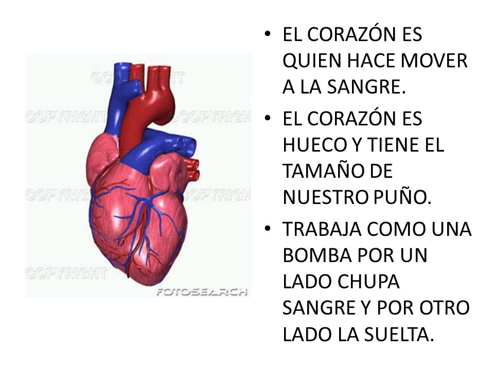 EL CORAZÓN ES QUIEN HACE MOVER A LA SANGRE.