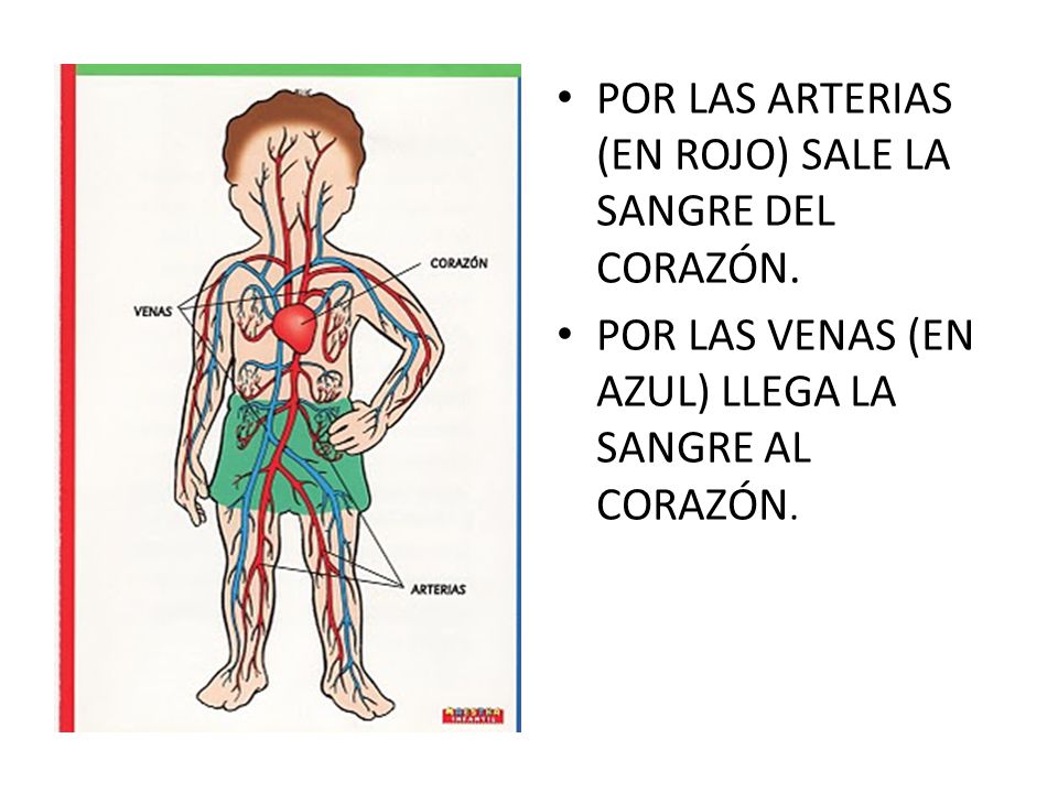 POR LAS ARTERIAS (EN ROJO) SALE LA SANGRE DEL CORAZÓN.