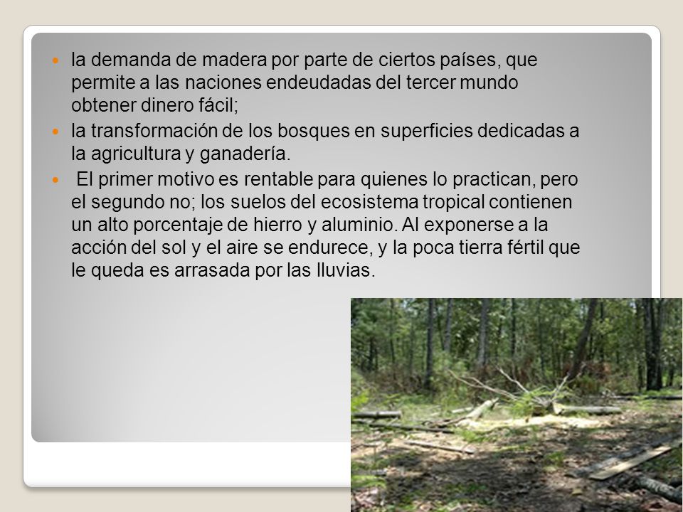 la demanda de madera por parte de ciertos países, que permite a las naciones endeudadas del tercer mundo obtener dinero fácil;