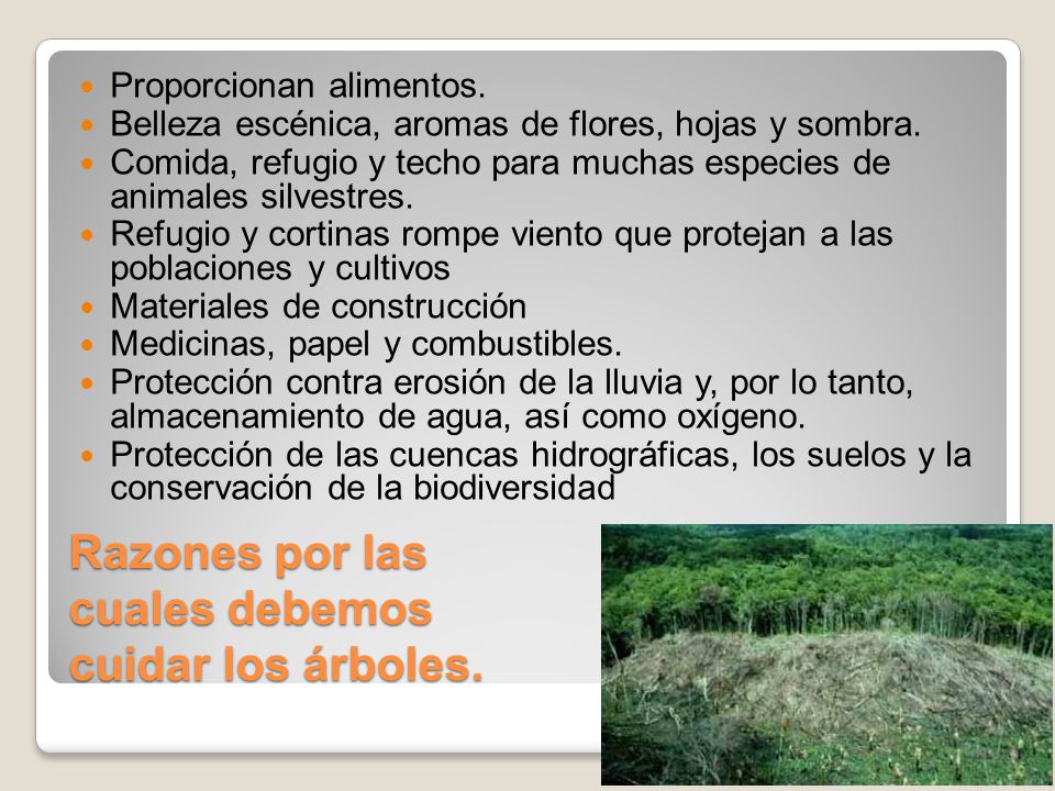 Razones por las cuales debemos cuidar los árboles.
