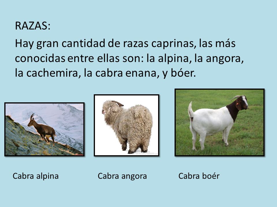 RAZAS: Hay gran cantidad de razas caprinas, las más conocidas entre ellas son: la alpina, la angora, la cachemira, la cabra enana, y bóer.