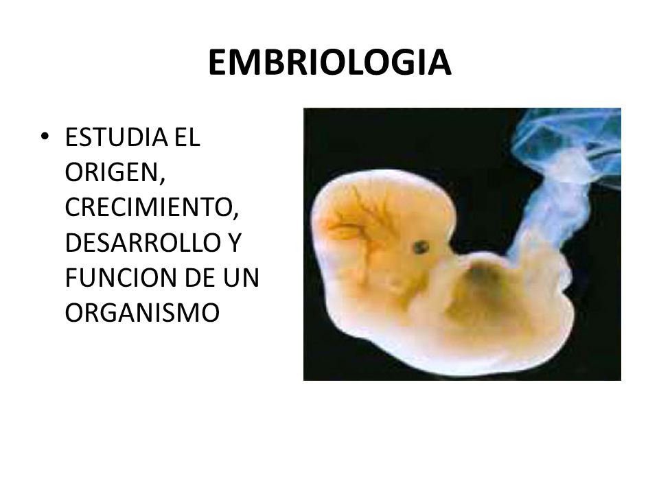 EMBRIOLOGIA ESTUDIA EL ORIGEN, CRECIMIENTO, DESARROLLO Y FUNCION DE UN ORGANISMO