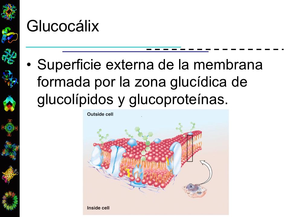 Glucocálix Superficie externa de la membrana formada por la zona glucídica de glucolípidos y glucoproteínas.