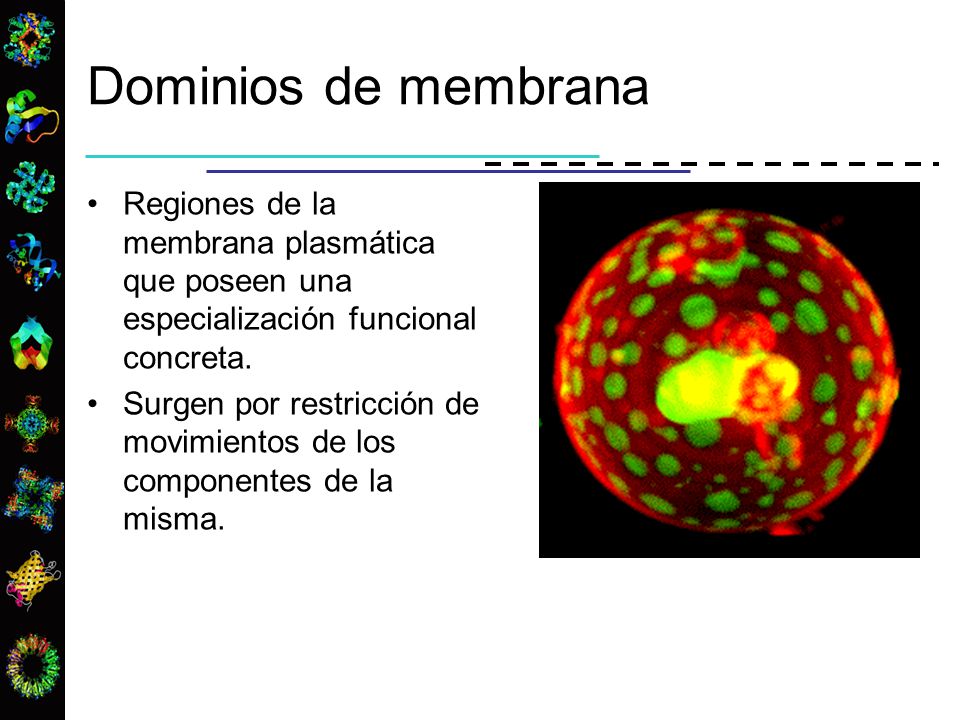 Dominios de membrana Regiones de la membrana plasmática que poseen una especialización funcional concreta.