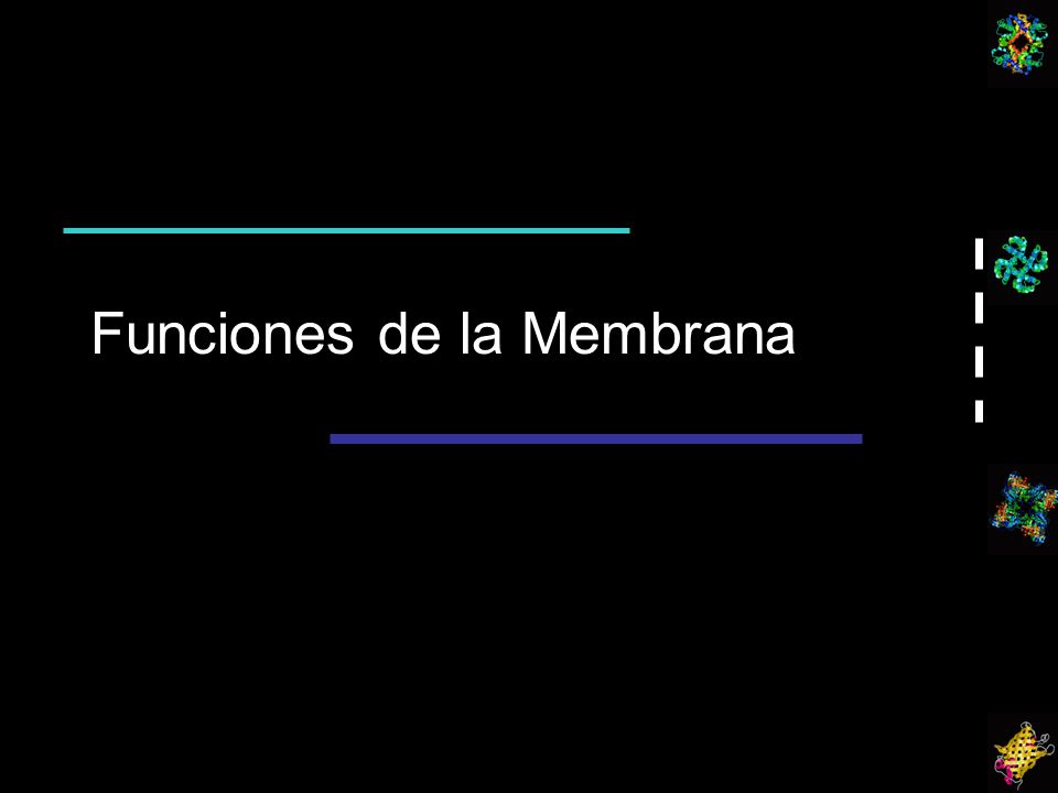 Funciones de la Membrana