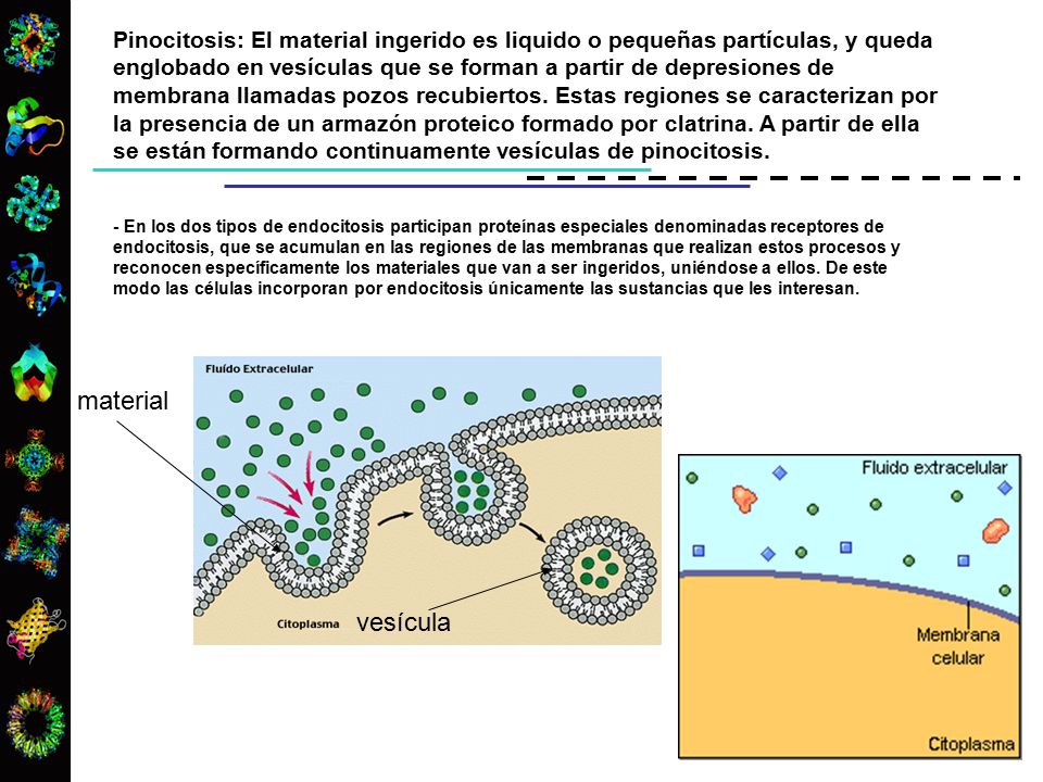 Pinocitosis: El material ingerido es liquido o pequeñas partículas, y queda englobado en vesículas que se forman a partir de depresiones de membrana llamadas pozos recubiertos. Estas regiones se caracterizan por la presencia de un armazón proteico formado por clatrina. A partir de ella se están formando continuamente vesículas de pinocitosis.