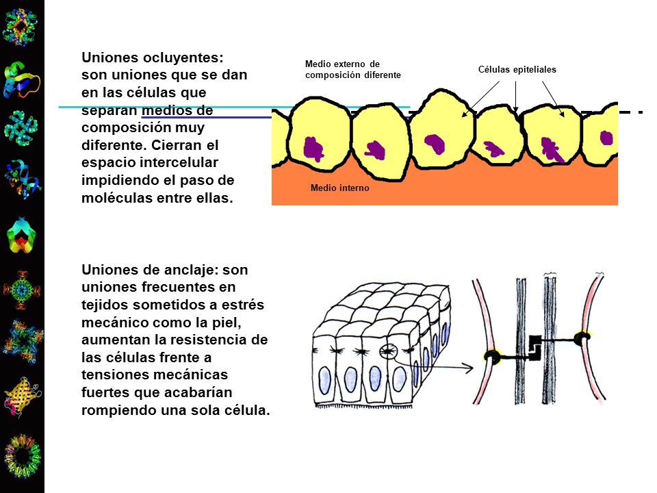 Uniones ocluyentes: son uniones que se dan en las células que separan medios de composición muy diferente. Cierran el espacio intercelular impidiendo el paso de moléculas entre ellas.