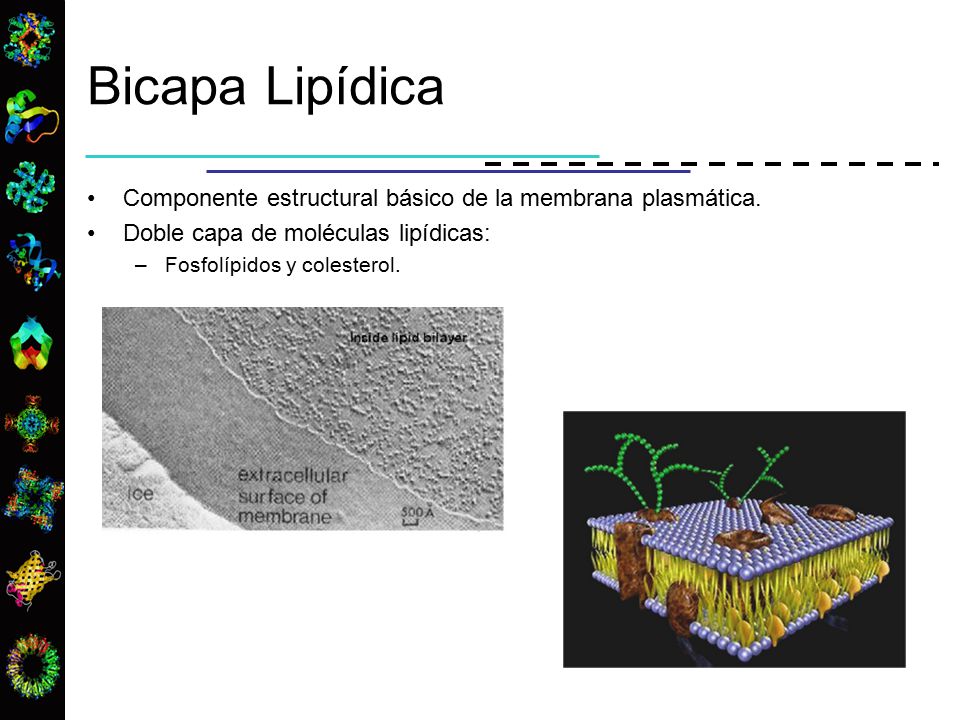 Bicapa Lipídica Componente estructural básico de la membrana plasmática. Doble capa de moléculas lipídicas: