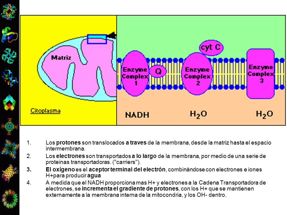 Los protones son translocados a traves de la membrana, desde la matriz hasta el espacio intermembrana.