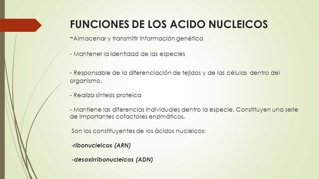 FUNCIONES DE LOS ACIDO NUCLEICOS -Almacenar y transmitir información genética - Mantener la identidad de las especies - Responsable de la diferenciación de tejidos y de las células dentro del organismo.